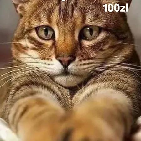 Centrum Cityapart Platinumtowers Parking Free Varsó